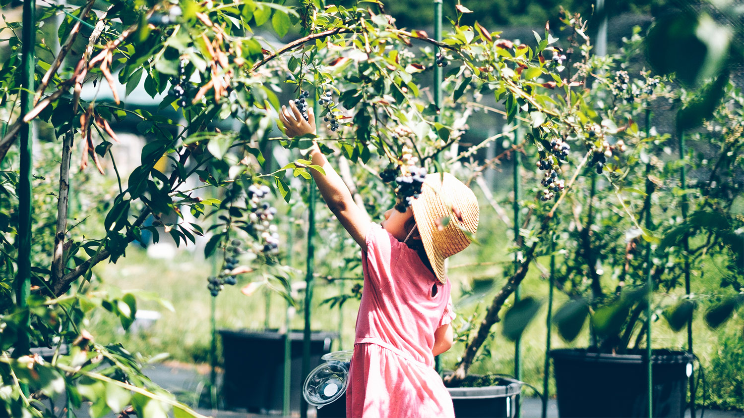 アオニサイファーム